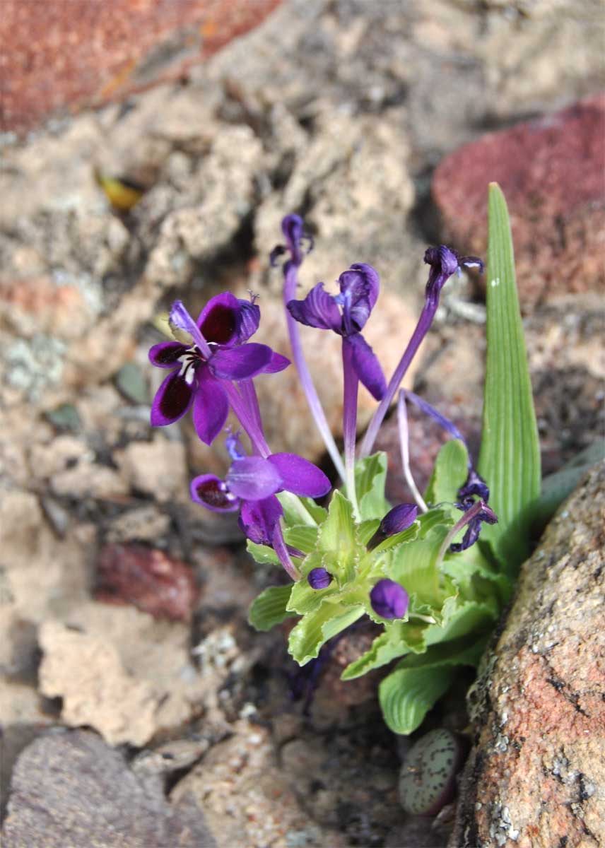 Изображение особи Lapeirousia jacquinii.