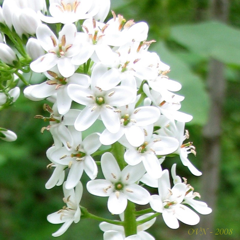 Image of Lysimachia clethroides specimen.