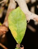 Commiphora habessinica. Отмирающий лист. Израиль, впадина Мёртвого моря, киббуц Эйн-Геди. 24.04.2017.