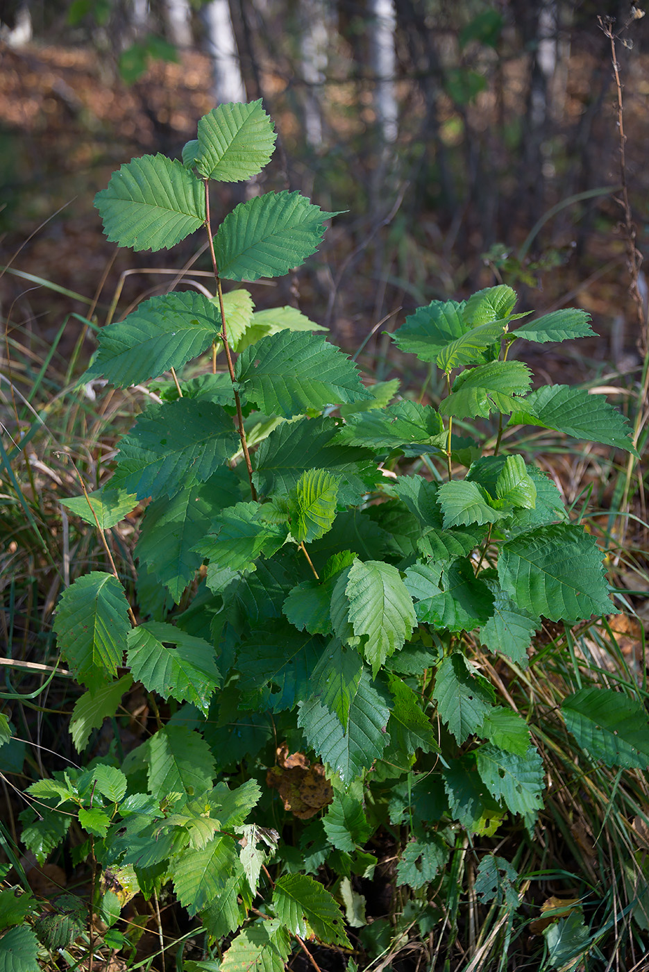 Image of Ulmus laevis specimen.