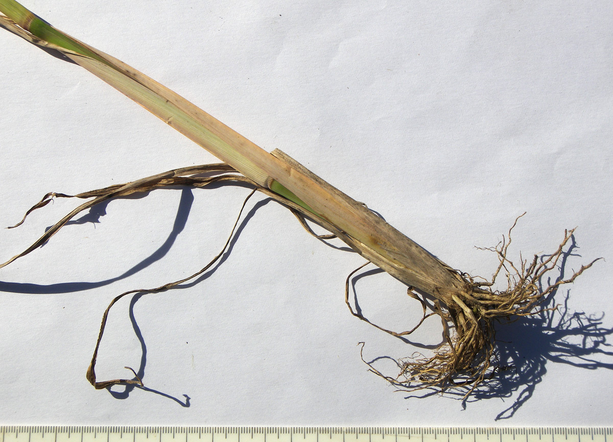 Image of Echinochloa occidentalis specimen.