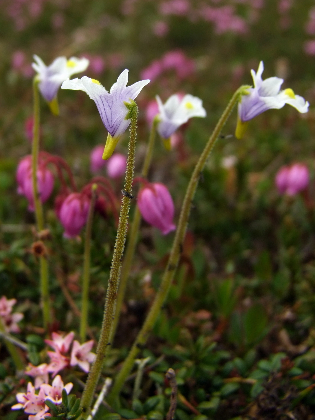 Изображение особи Pinguicula spathulata.