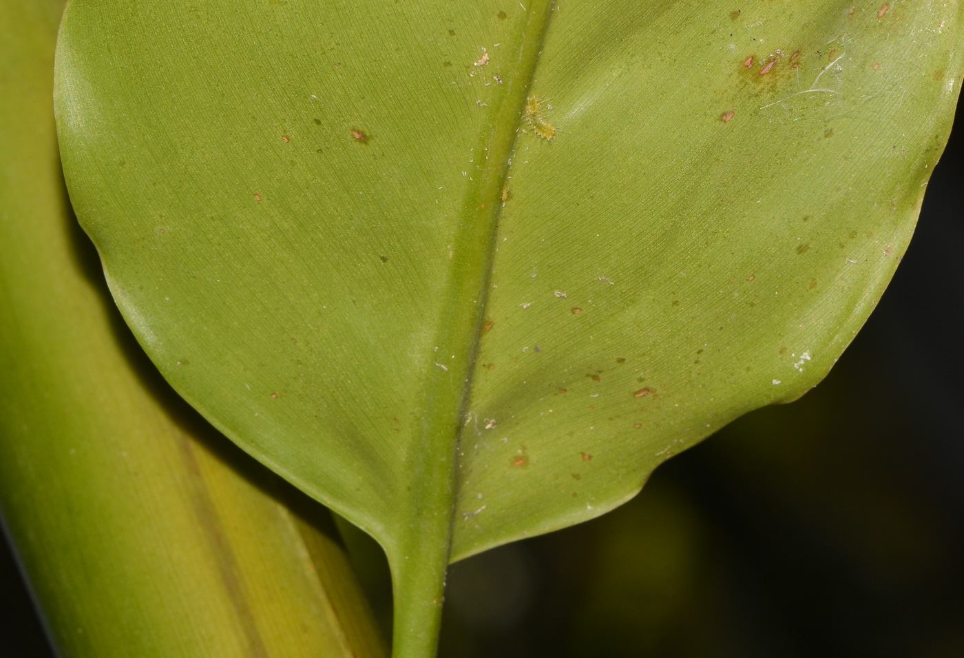 Image of Etlingera elatior specimen.