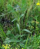 Gentiana macrophylla. Цветущее растение. Иркутская обл., Черемховский р-н, окр. с. Узкий Луг, высокий берег р. Белая, разнотравный луг. 24.07.2016.