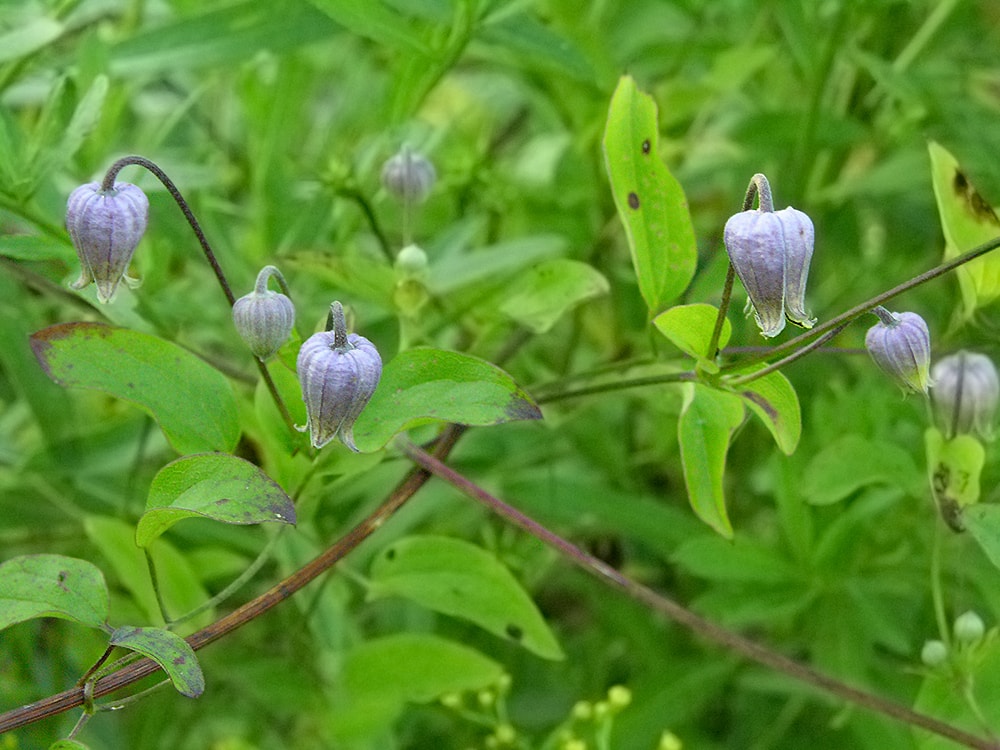 Изображение особи Clematis pitcheri.