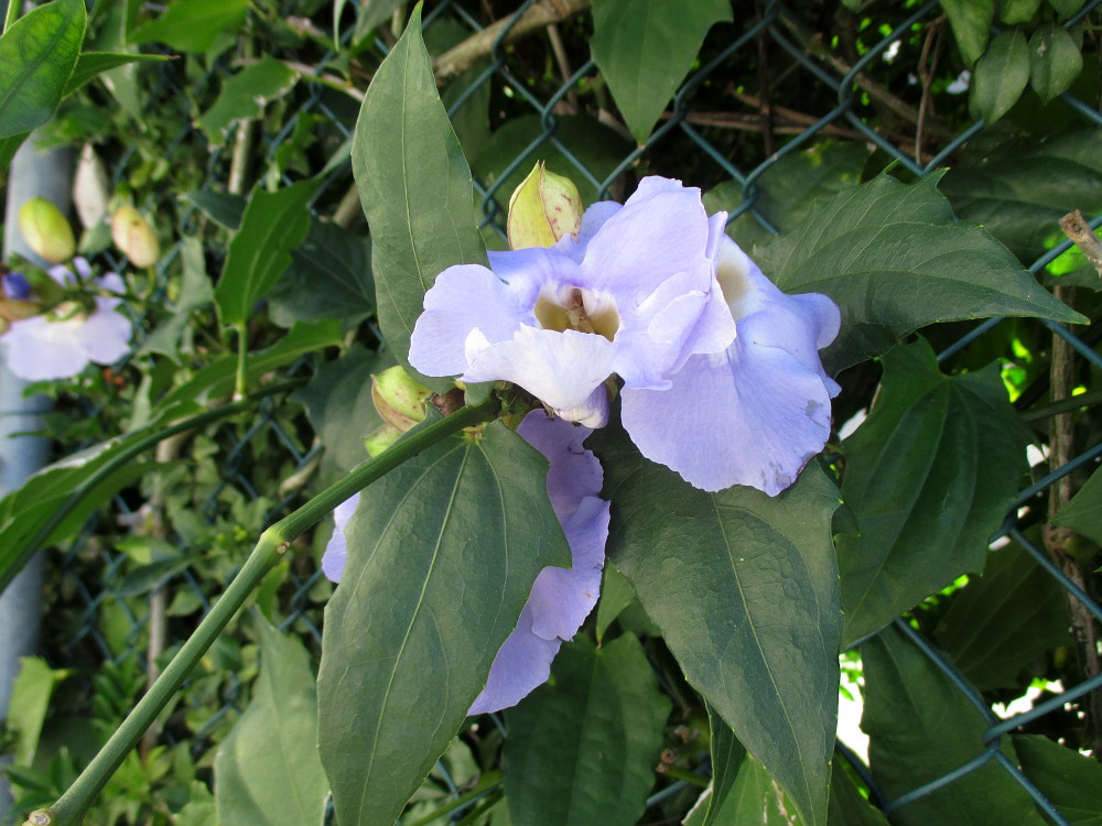 Image of Thunbergia laurifolia specimen.