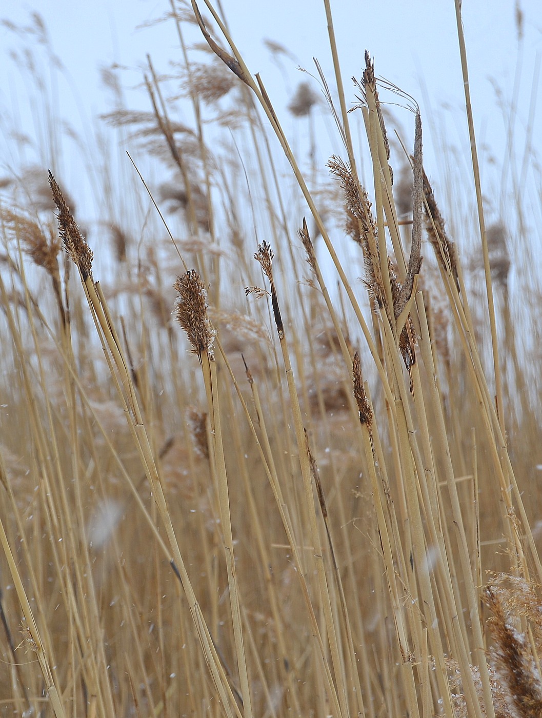 Image of Phragmites australis specimen.