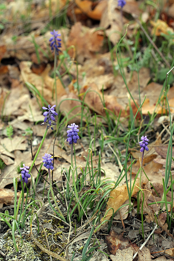 Image of Muscari neglectum specimen.