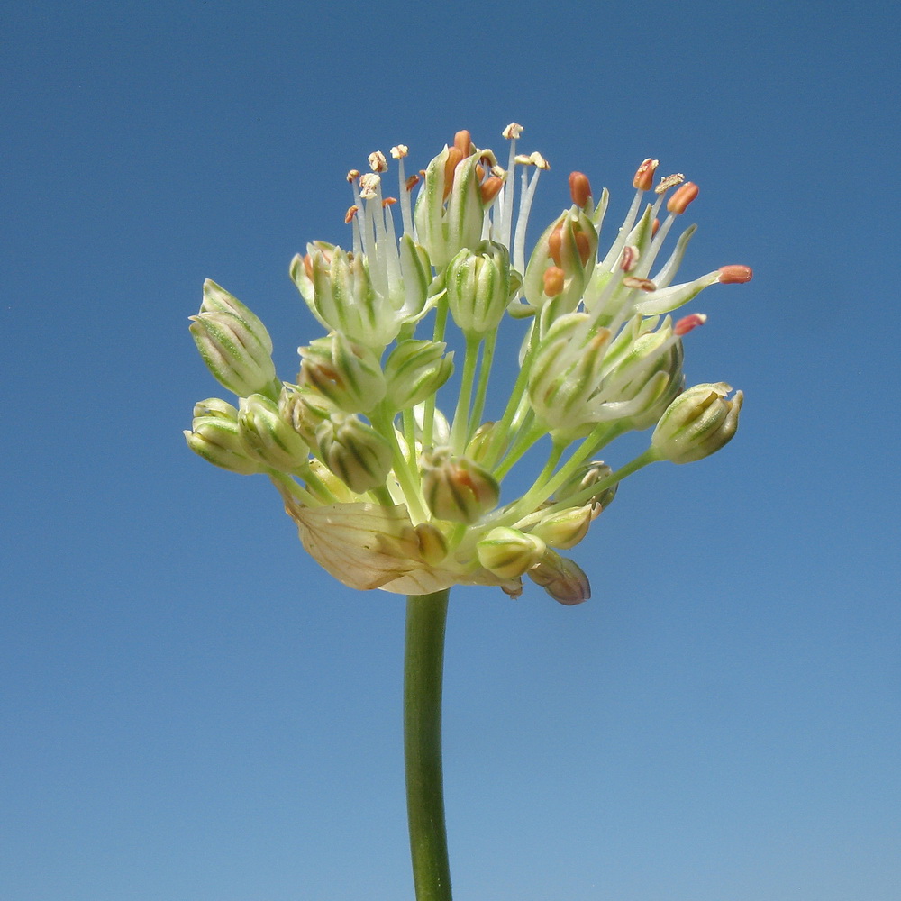 Image of Allium dasyphyllum specimen.