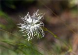 Dianthus arenarius. Цветок. Карелия, Заонежье, о. Мегостров, олуговелый песчаный склон на границе галечного пляжа и соснового бора. 26.07.2017.