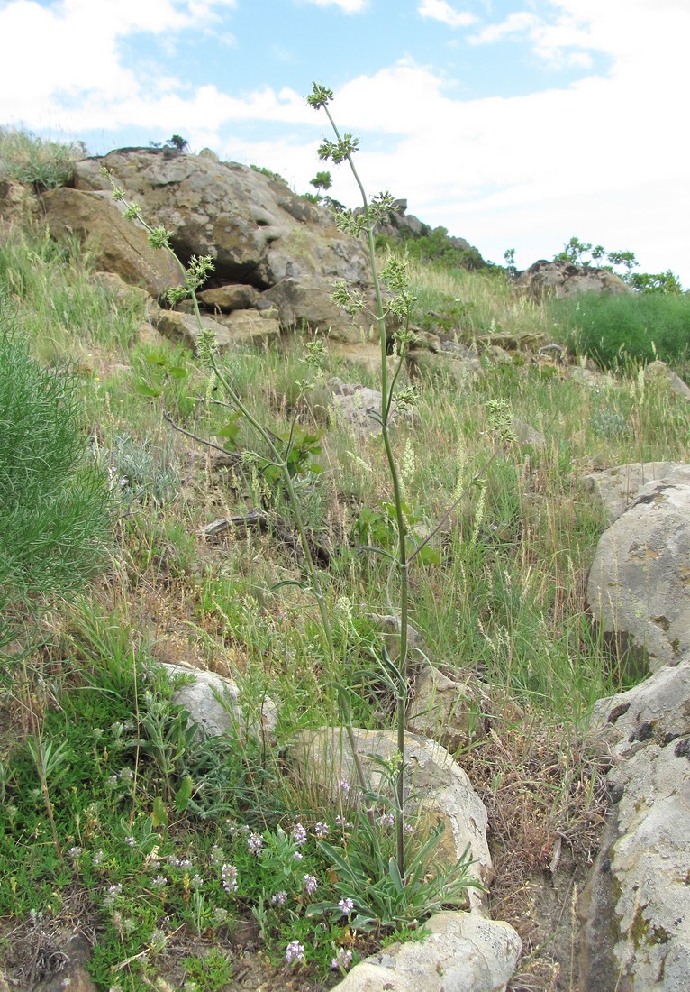 Image of Silene densiflora specimen.