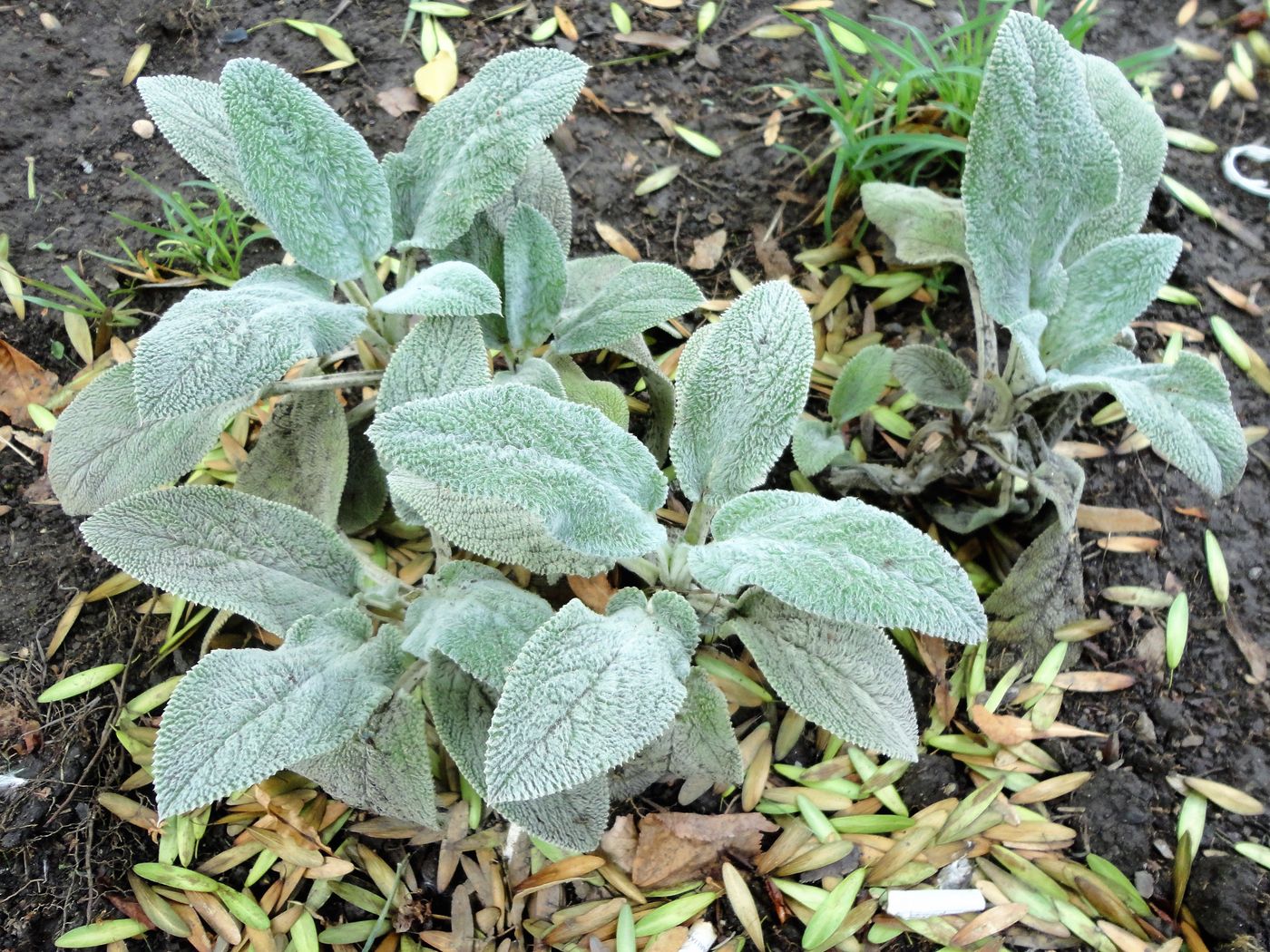 Stachys byzantina