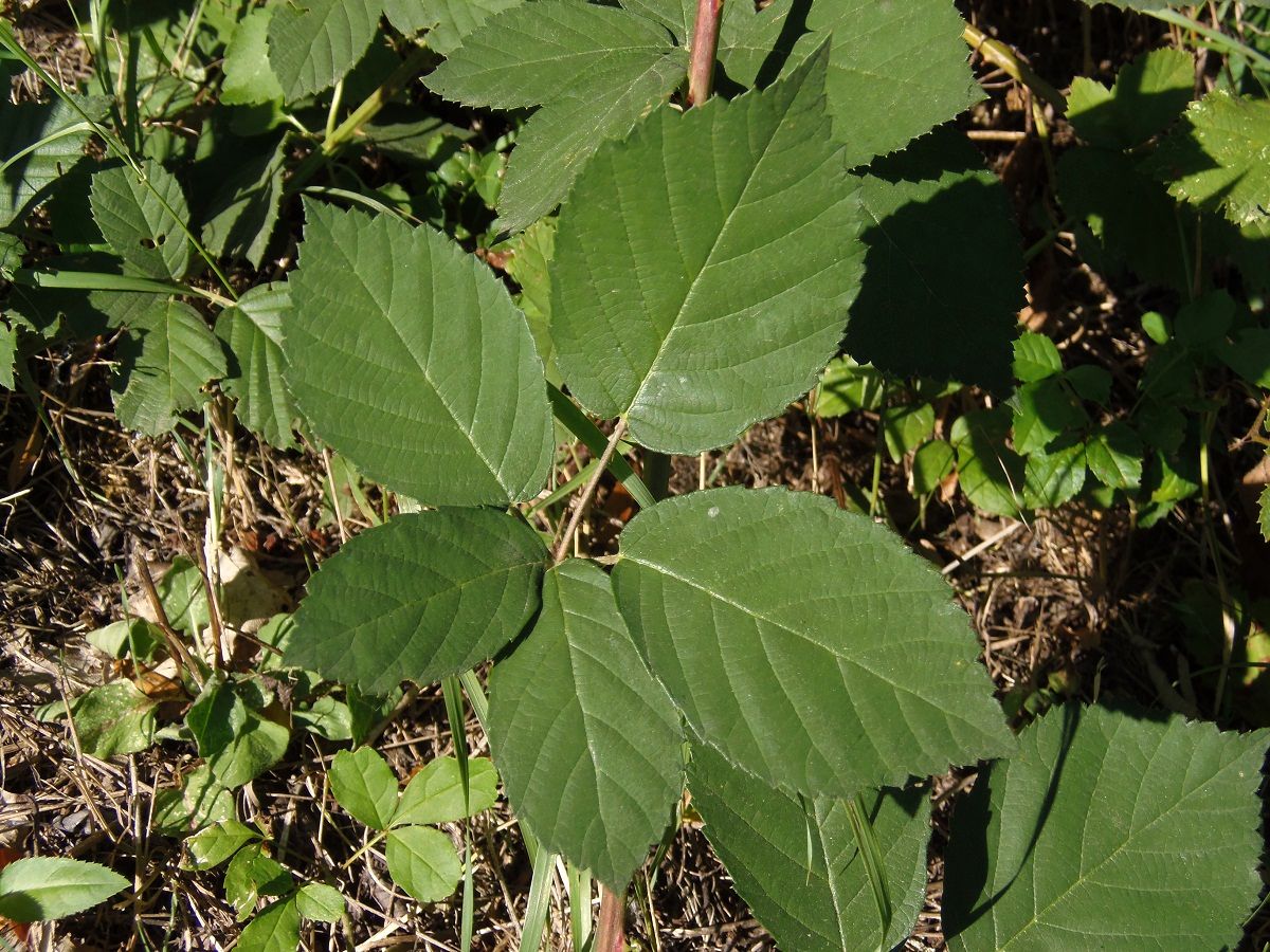 Image of genus Rubus specimen.