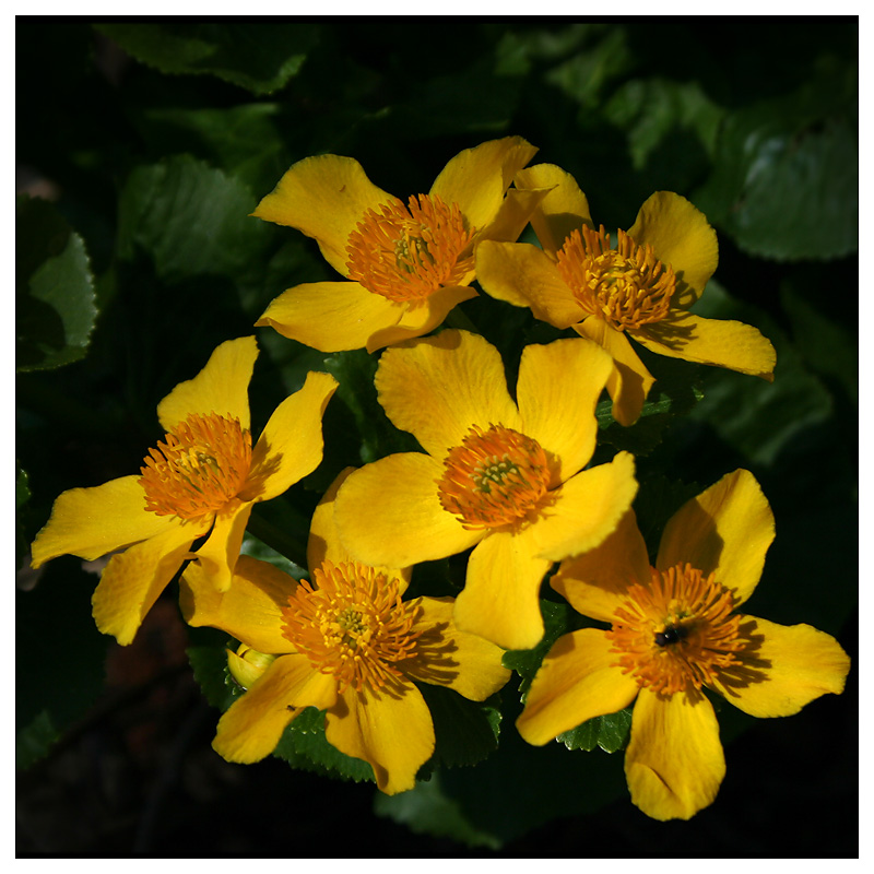 Изображение особи Caltha palustris.