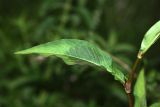 Persicaria extremiorientalis. Лист. Приморский край, Кавалеровский р-н, берег оз. Зеркальное, на лугу. 08.08.2018.