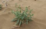 Смотреть изображение Jurinea derderioides