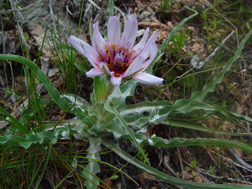 Image of Tragopogon marginifolius specimen.