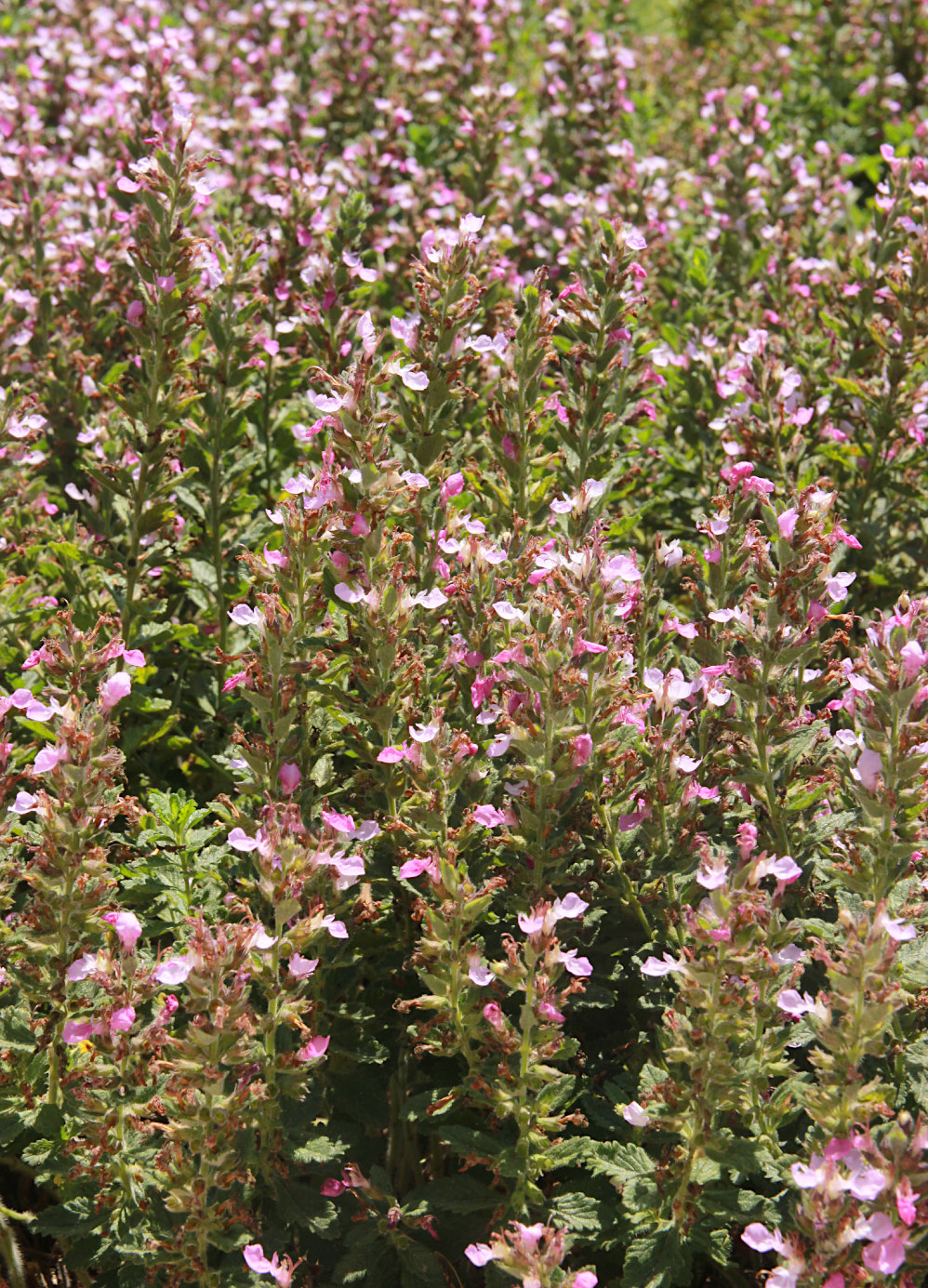 Image of Teucrium chamaedrys specimen.