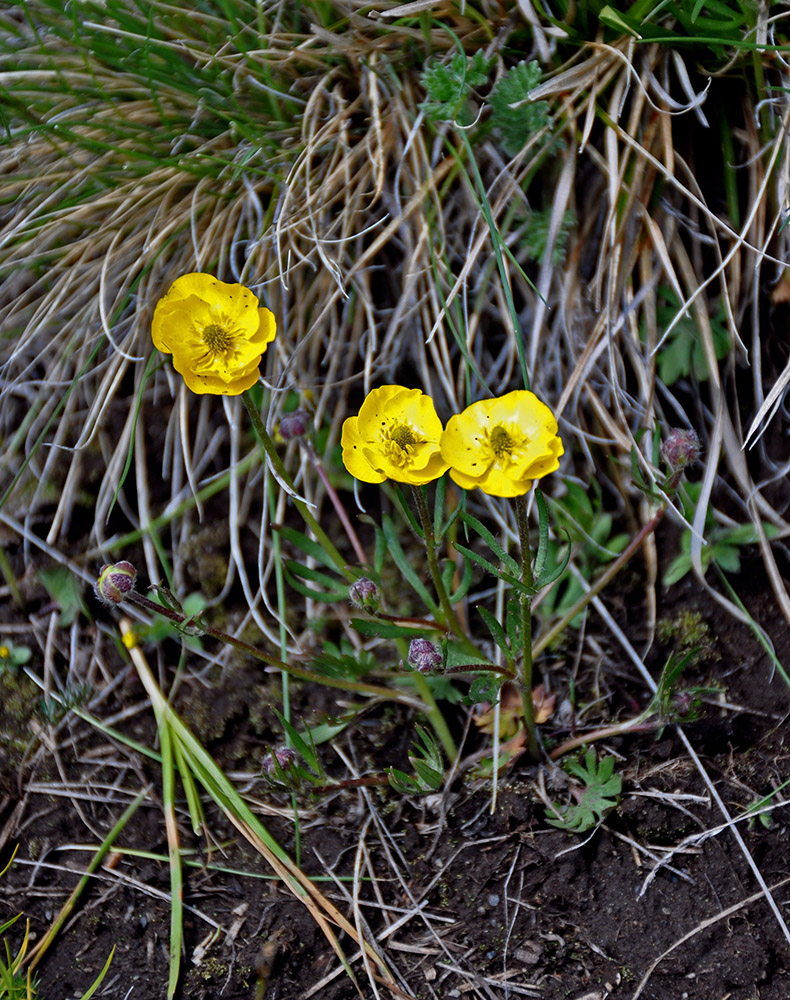 Изображение особи Ranunculus lasiocarpus.