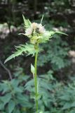 Cirsium oleraceum