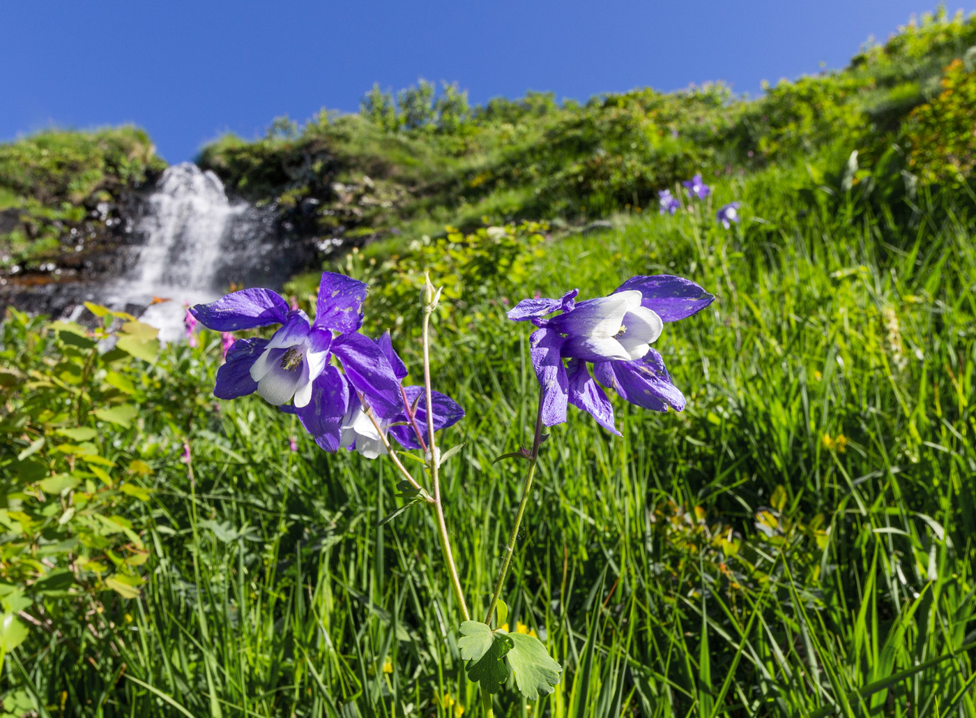 Image of Aquilegia olympica specimen.