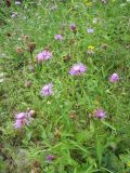 View full-size image Centaurea jacea