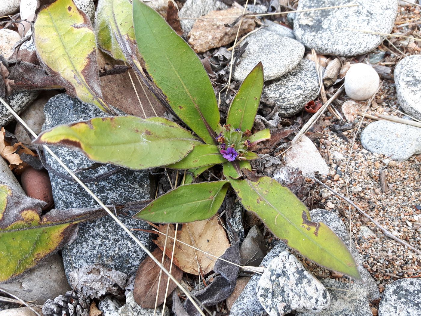 Image of Pulmonaria mollis specimen.