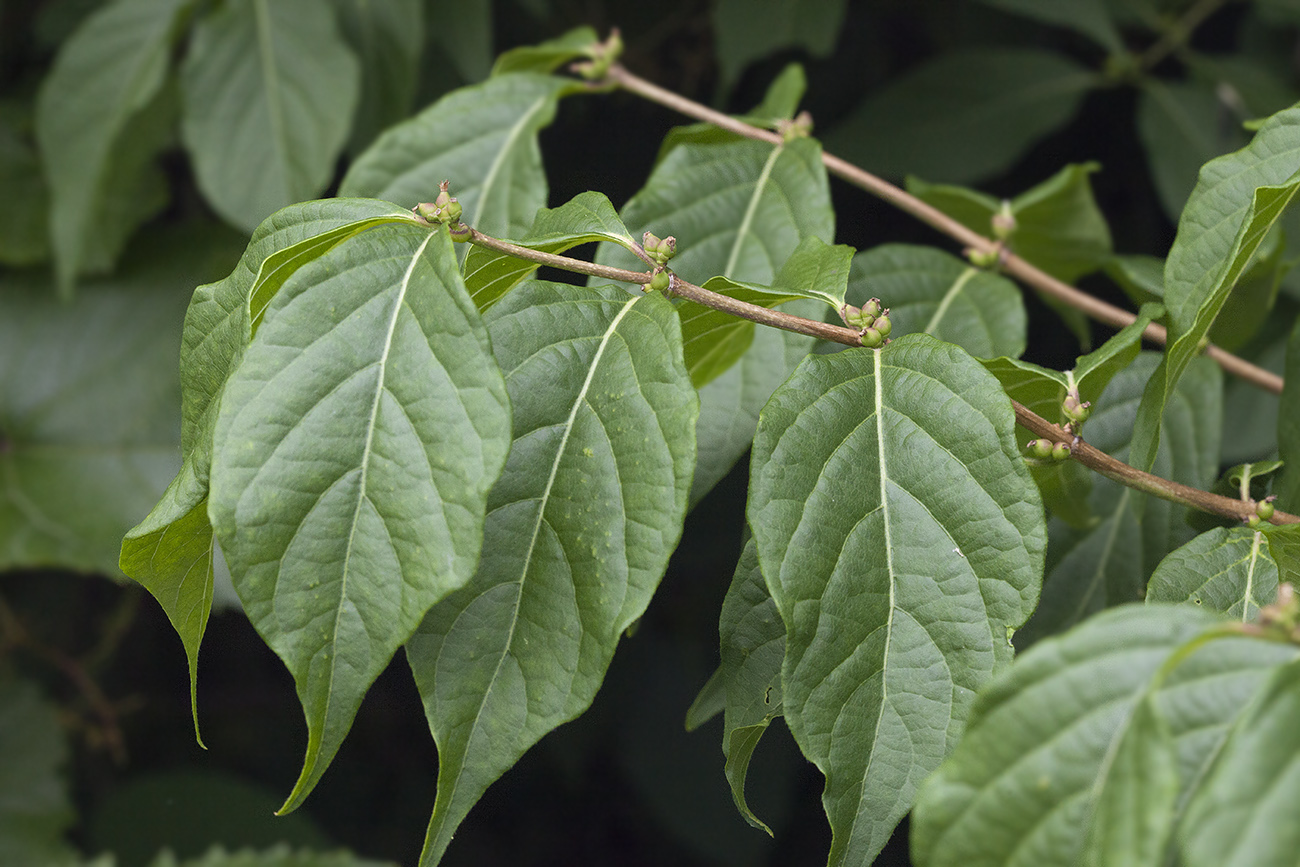 Изображение особи Lonicera maackii.