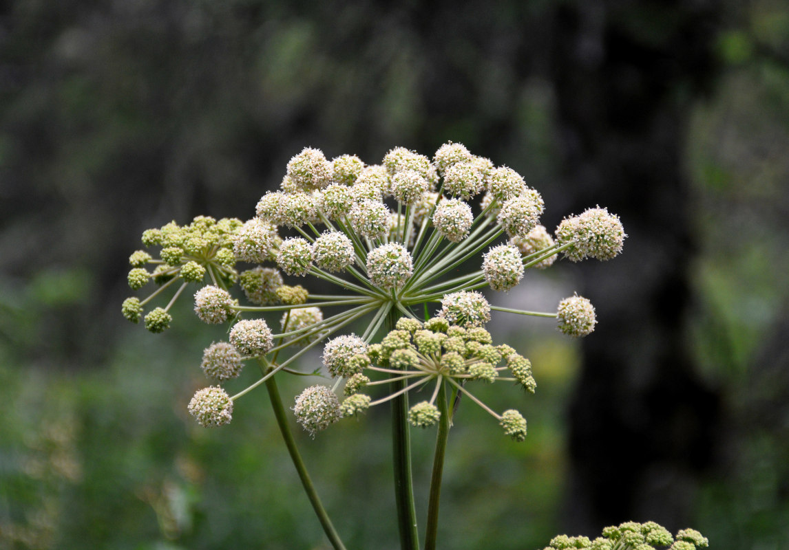 Image of Angelica sylvestris specimen.