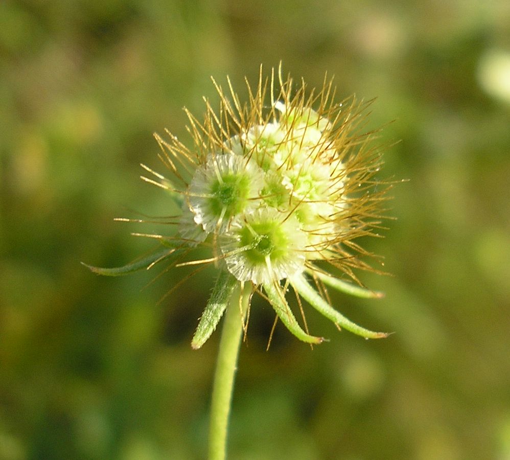 Image of Scabiosa ochroleuca specimen.