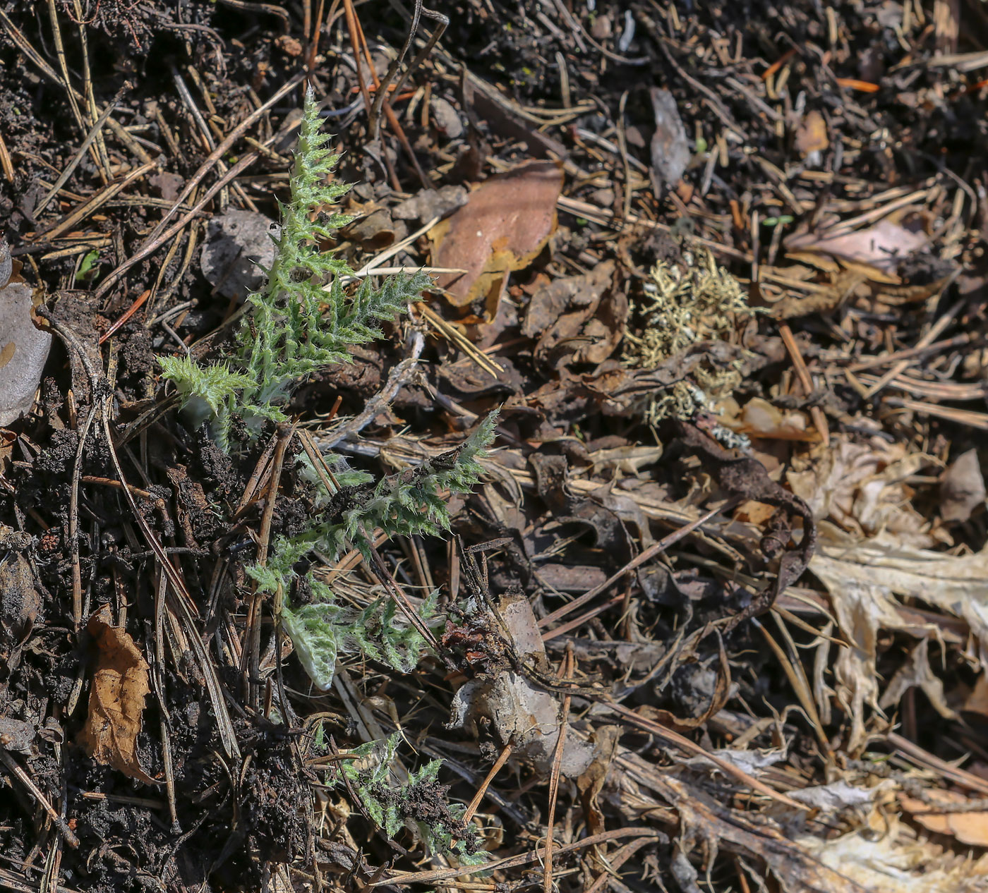 Image of Echinops davuricus specimen.