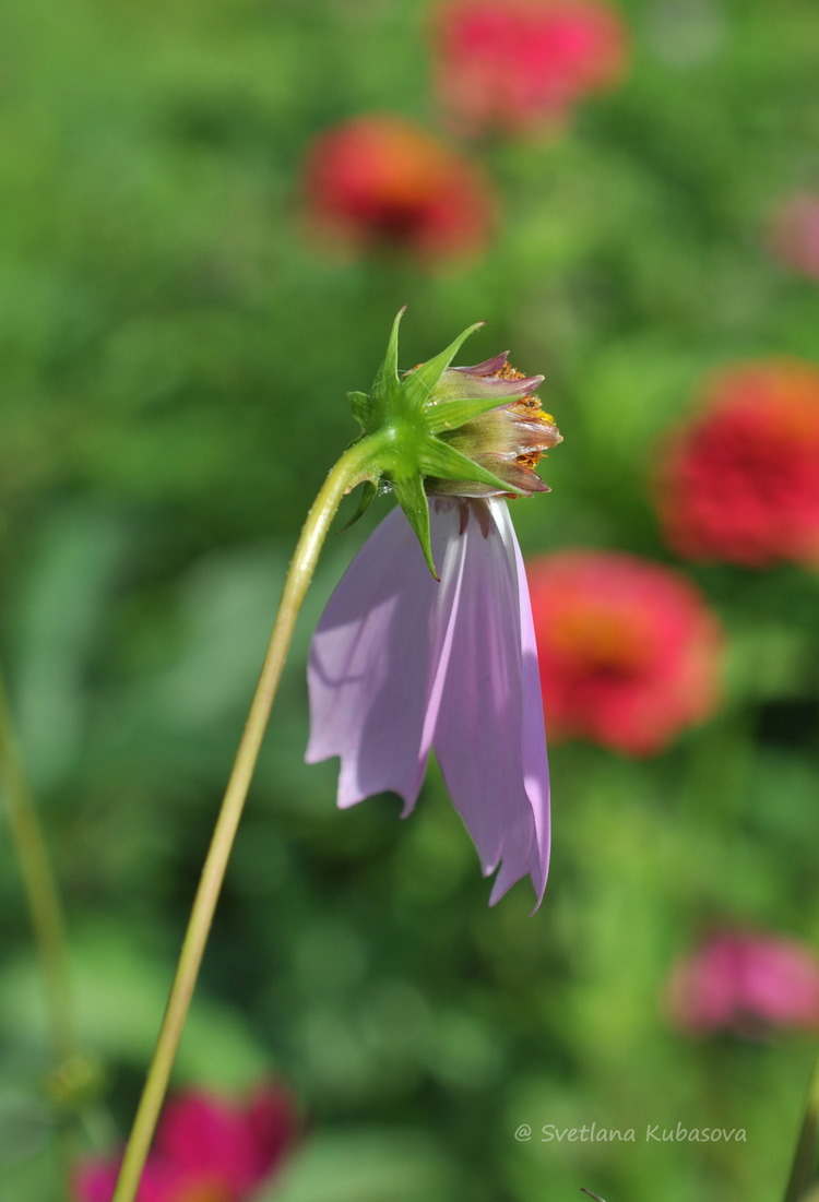 Изображение особи Cosmos bipinnatus.