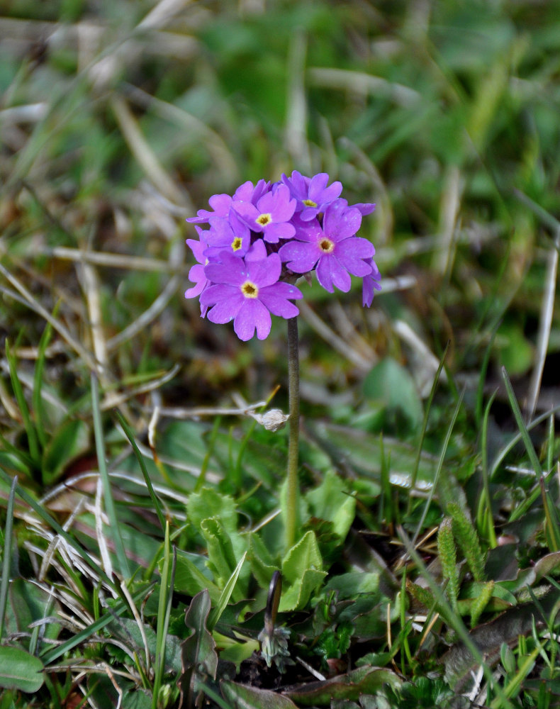 Image of Primula farinosa specimen.