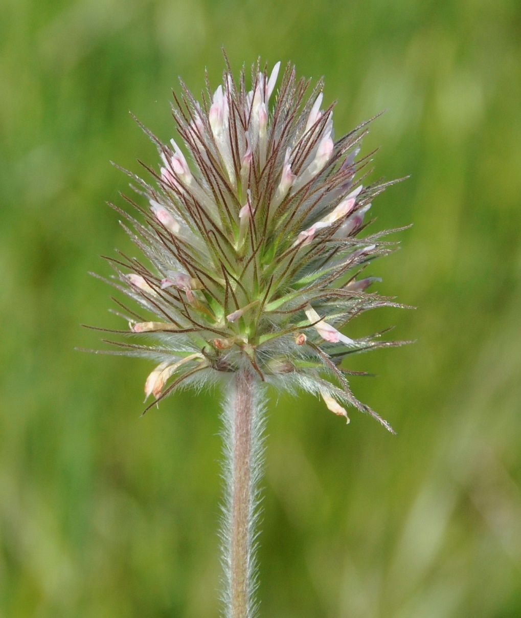 Изображение особи род Trifolium.