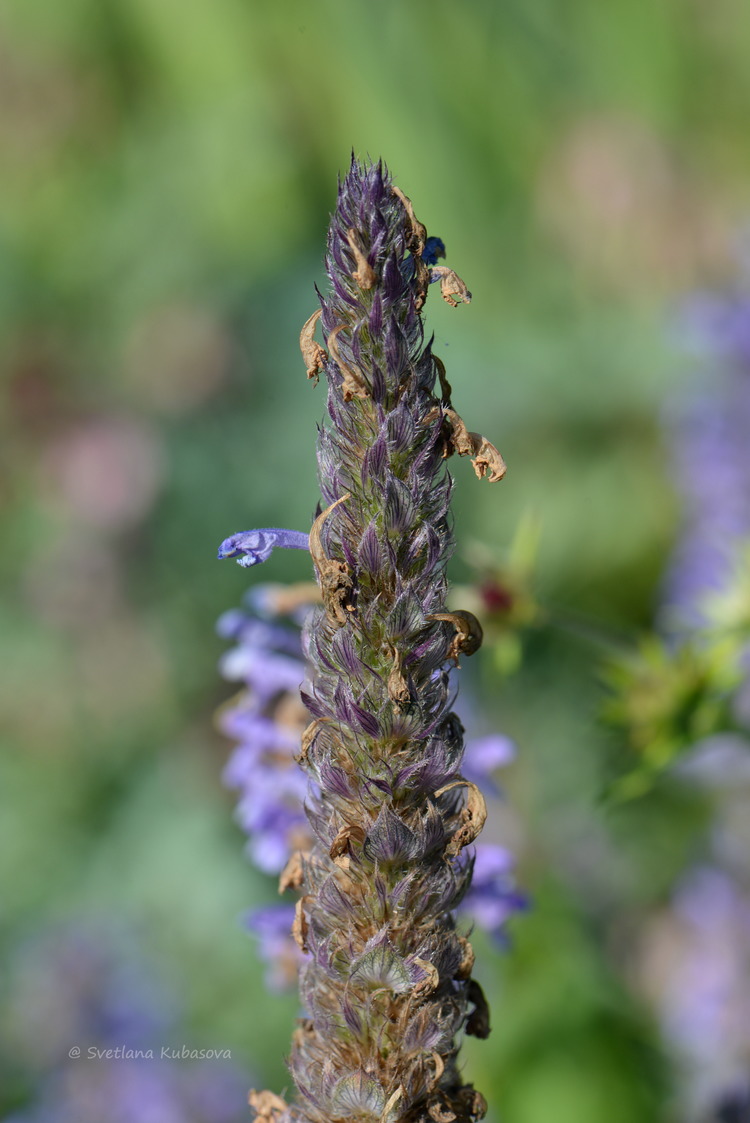 Изображение особи Nepeta nervosa.