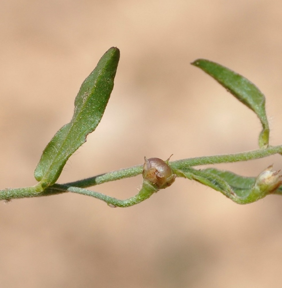 Image of Convolvulus pentapetaloides specimen.