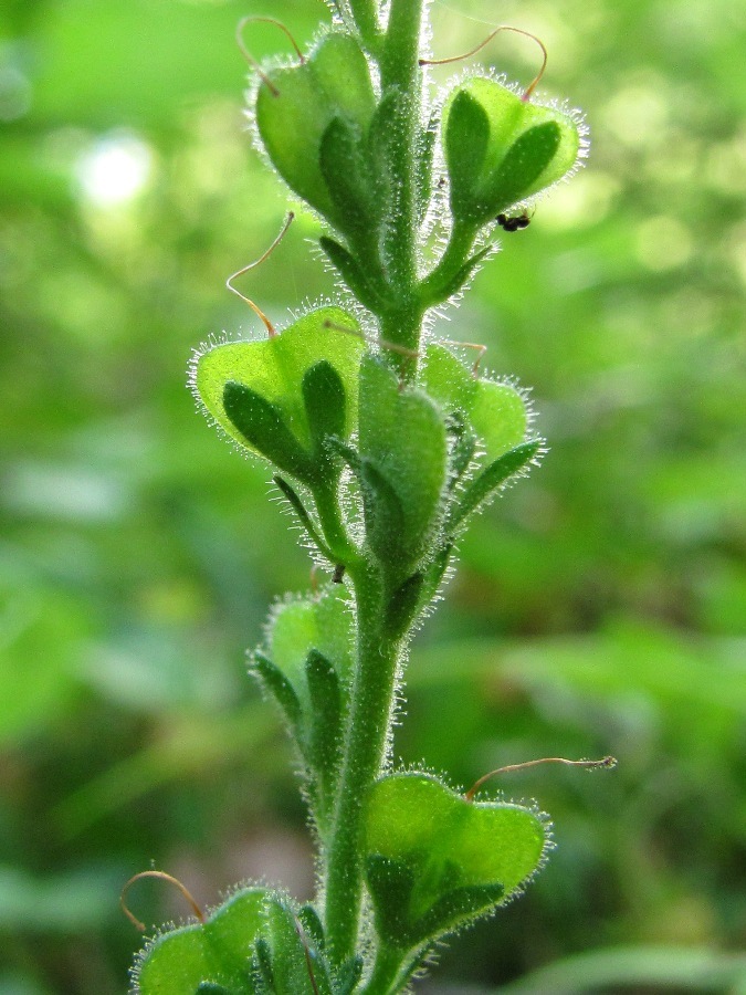 Image of Veronica officinalis specimen.