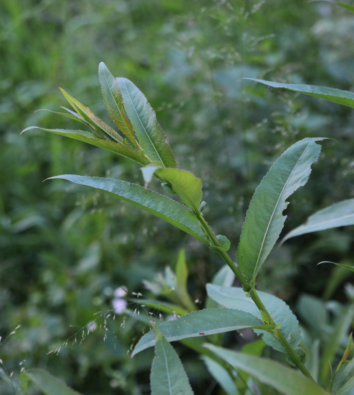 Изображение особи Salix triandra.