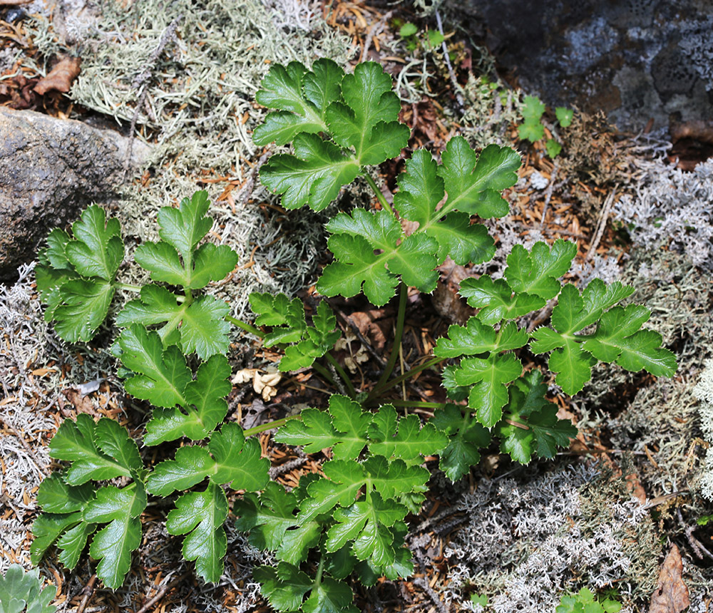 Image of Kitagawia eryngiifolia specimen.