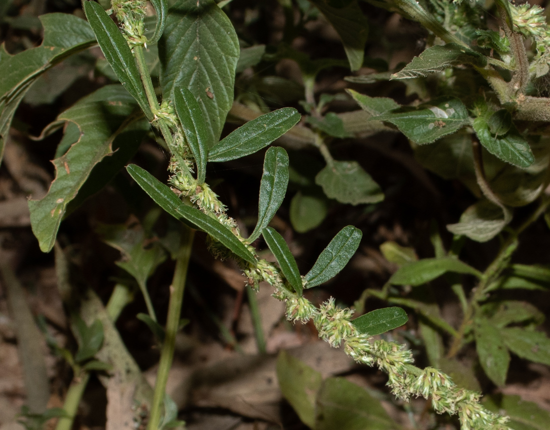 Image of Amaranthus tuberculatus specimen.