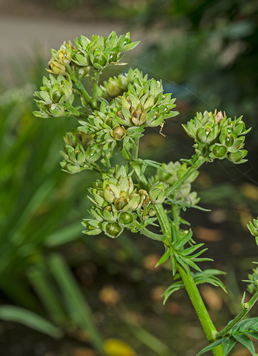 Image of genus Polemonium specimen.