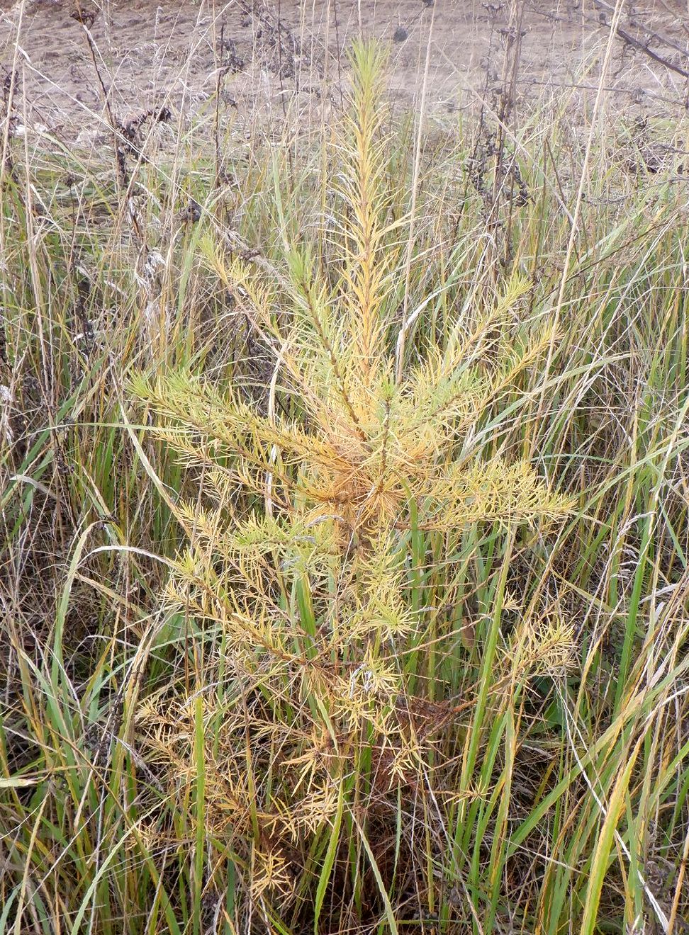 Image of genus Larix specimen.