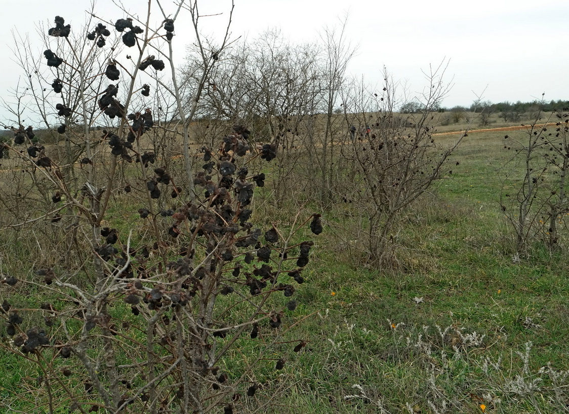 Image of Ulmus minor specimen.