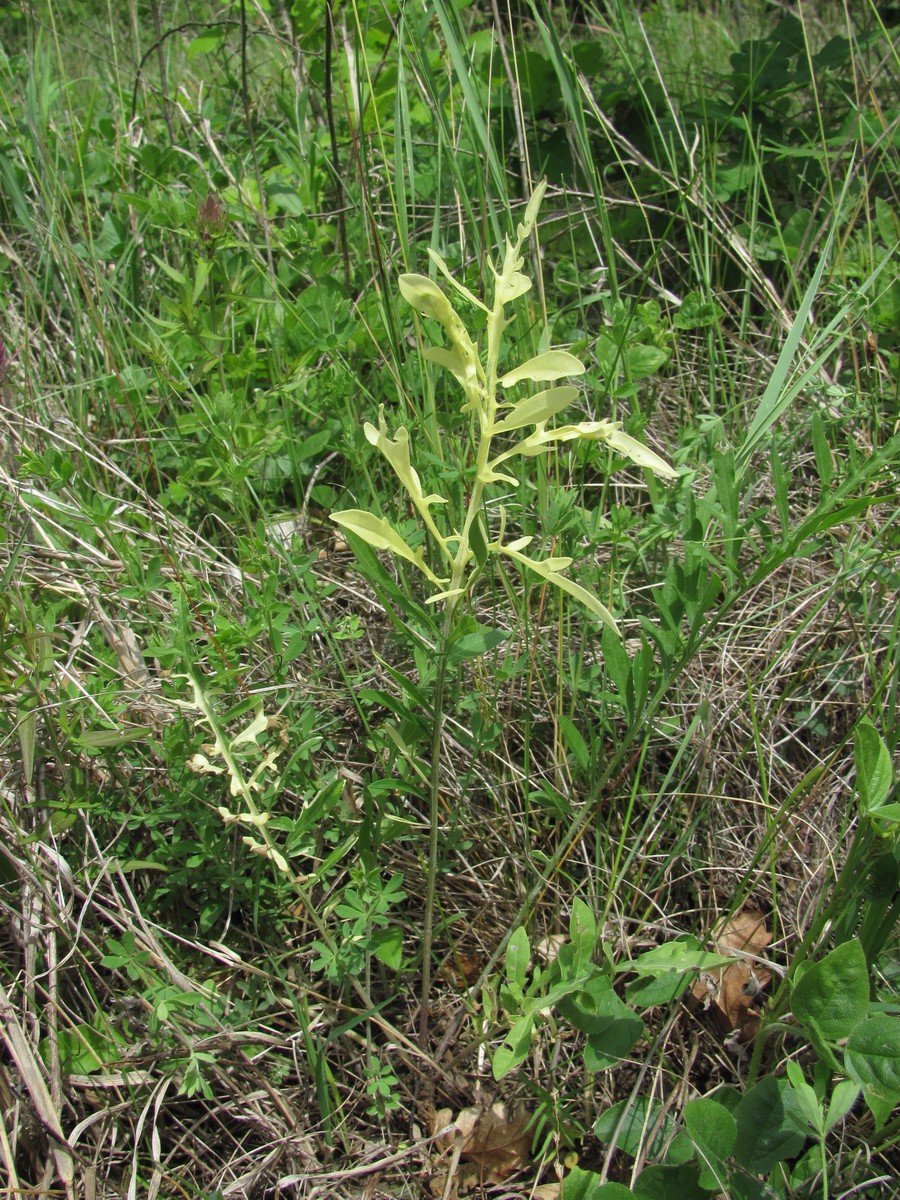 Image of genus Centaurea specimen.