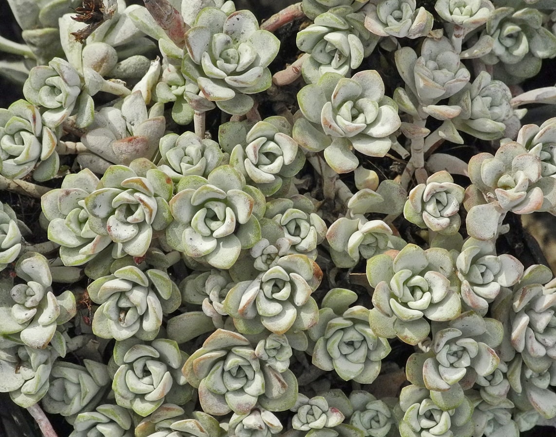 Изображение особи Sedum spathulifolium.