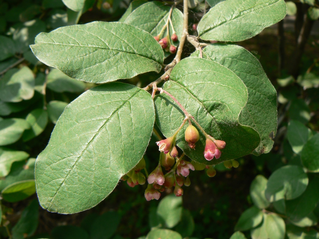 Image of Cotoneaster melanocarpus specimen.