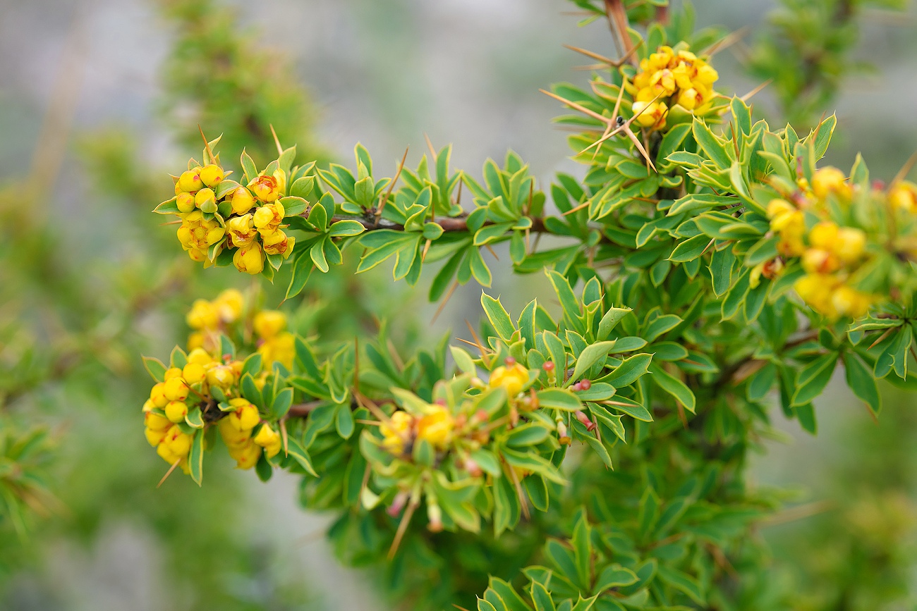 Изображение особи Berberis kaschgarica.