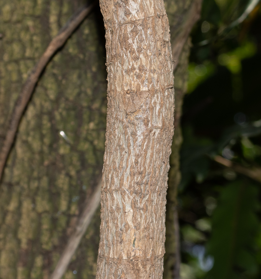 Image of Plerandra elegantissima specimen.