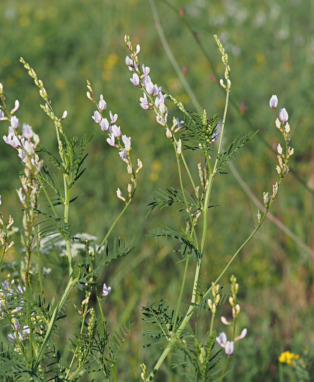 Изображение особи Astragalus sulcatus.