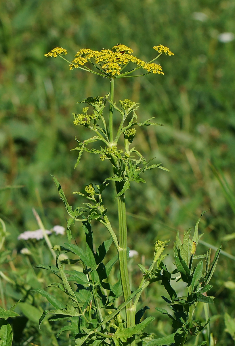 Image of Pastinaca sativa specimen.